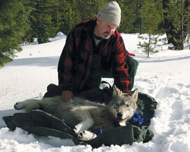 Oregon 'safe zone' for wolves hastens nonlethal options